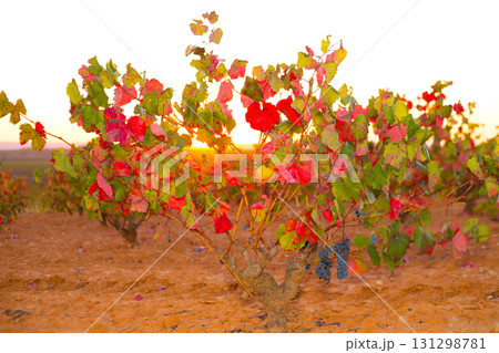 Autumn golden red vineyards sunset in Utiel Requena Autumn golden red vineyards sunset in Utiel Requena 131298781