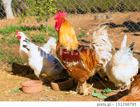 Rooster and hens in the house poultry Rooster and hens in the house poultry 131298795