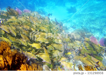 Caribbean reef Grunt fish school Mayan Riviera Caribbean reef Grunt fish school Mayan Riviera 131298938