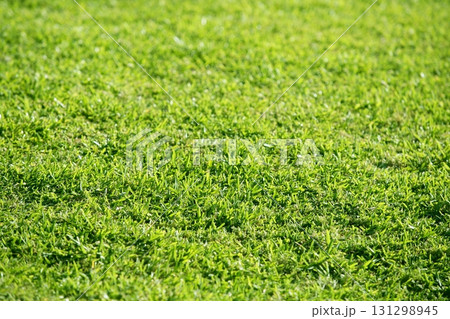 Green grass texture macro selective focus Green grass texture macro selective focus 131298945