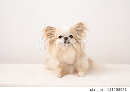 白バックとチワワのルアナ 131298988