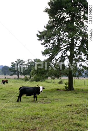 Cow cattle on american green grass 131299006