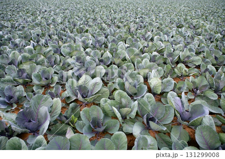 Cabbage fields, rows of vegetable food 131299008