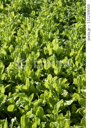 Chard vegetables field, green vivid countryside. 131299009
