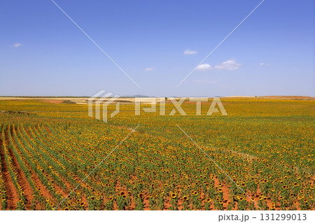Sunflower plantation vibrant yellow flowers Sunflower plantation vibrant yellow flowers 131299013
