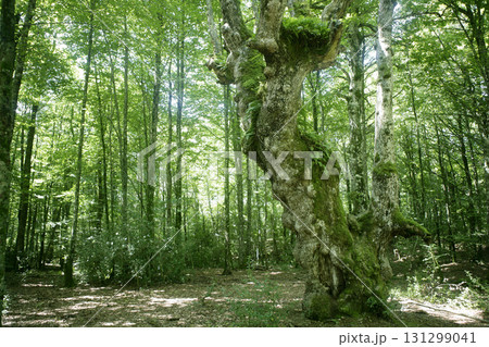 Beech green magic forest woods 131299041