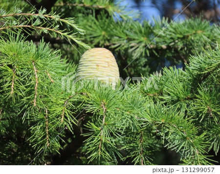 モミの木 未熟な球果のクローズアップ写真 モミの木 未熟な球果のクローズアップ写真 131299057