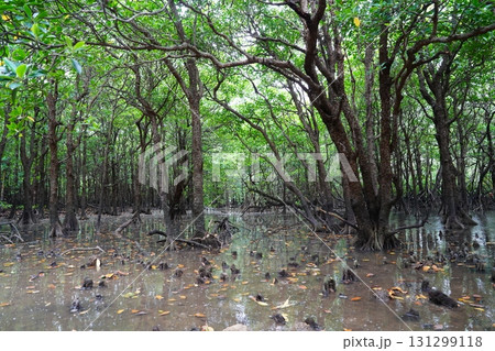 沖縄県 石垣島 宮良川のヒルギ林 沖縄県 石垣島 宮良川のヒルギ林 131299118