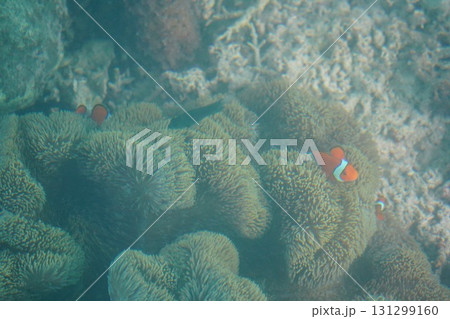 沖縄県　石垣島　川平湾 131299160