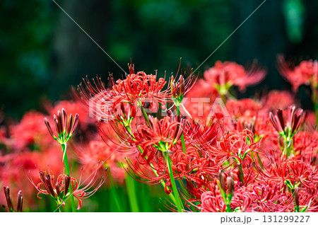 群生する彼岸花 131299227