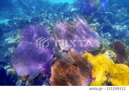 gorgonian sea fan purple coral 131299312