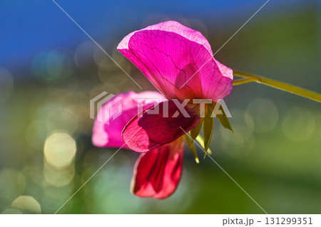 Snow pea pink flower in orchard field 131299351