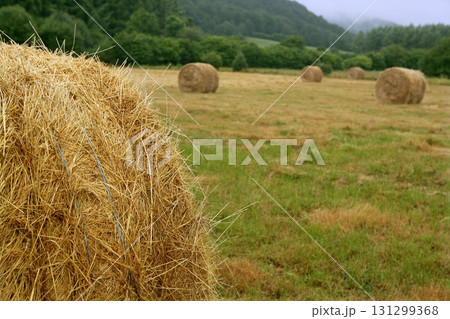 Hay round bale of dried wheat cereal 131299368
