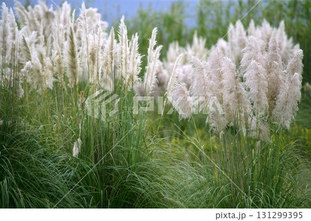 Cortaderia selloana, Poaceae wild spike savana flower Cortaderia selloana, Poaceae wild spike savana flower 131299395