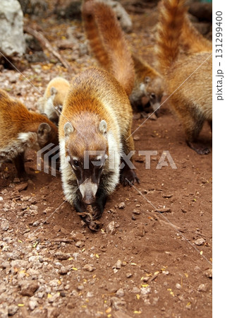 Coati ring Tailed Nasua Narica animal Coati ring Tailed Nasua Narica animal 131299400