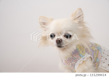 白バックとチワワのルアナ 131299414