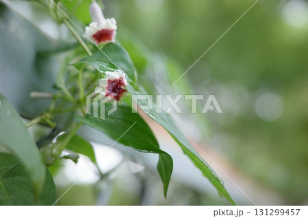 ヘクソカズラは白と赤の小さな花を咲かせています。 131299457