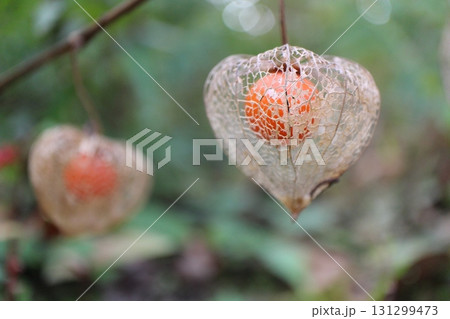 東京　向島百花園の透かしホオズキ 131299473