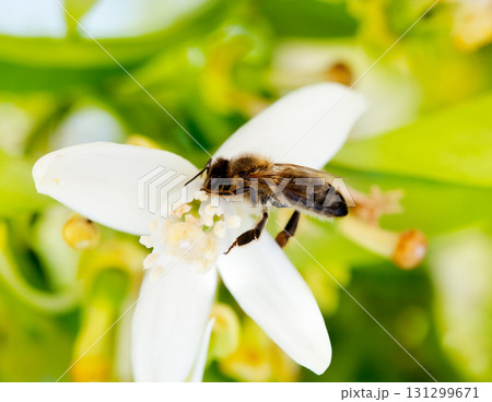 Bee pollinating orange blossom flower in spring Bee pollinating orange blossom flower in spring 131299671