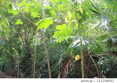 jungle rainforest atmosphere green background 131299691