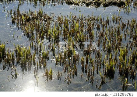 Growing rice fields in Spain. Water reflexion Growing rice fields in Spain. Water reflexion 131299763