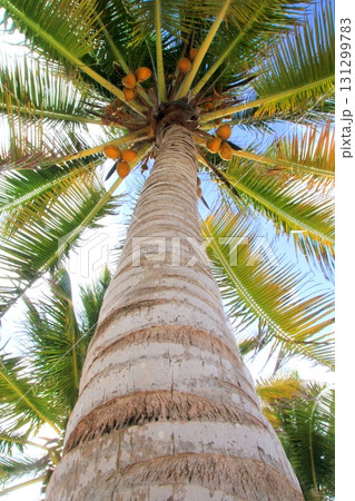 Coconuts palm tree perspective view from floor 131299783