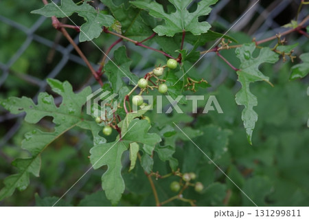 秋が訪れ、ノブドウが実をつけ始めました。 秋が訪れ、ノブドウが実をつけ始めました。 131299811