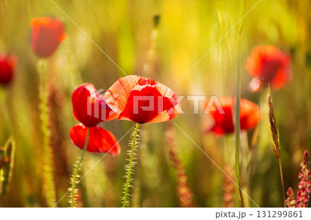 Poppies Poppy red flowers in Menorca spring fields Poppies Poppy red flowers in Menorca spring fields 131299861