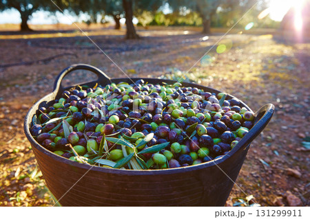 Olives harvest picking in farmer basket Olives harvest picking in farmer basket 131299911