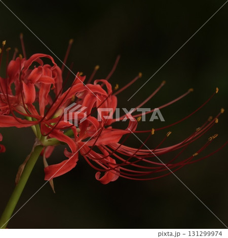 しっとり咲く美しい彼岸花　クローズアップ 131299974