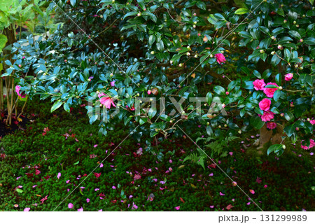 京都泉涌寺の塔頭　新善光寺の庭園 131299989