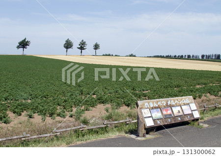 女満別メルヘンの丘 メルヘンの丘 丘陵地帯 女満別メルヘンの丘 メルヘンの丘 丘陵地帯 131300062