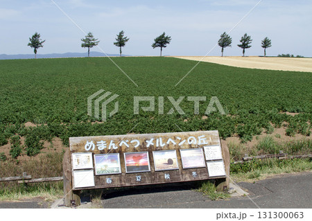 女満別メルヘンの丘 メルヘンの丘 丘陵地帯 女満別メルヘンの丘 メルヘンの丘 丘陵地帯 131300063