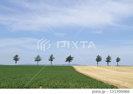 女満別メルヘンの丘 メルヘンの丘 丘陵地帯 女満別メルヘンの丘 メルヘンの丘 丘陵地帯 131300066