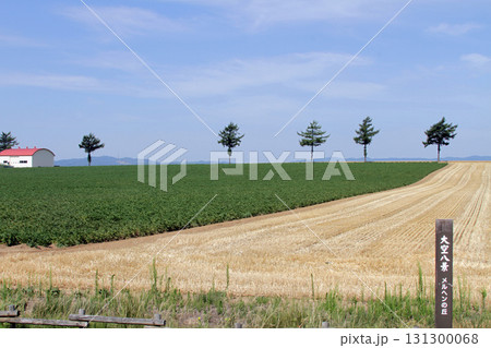 女満別メルヘンの丘　メルヘンの丘　丘陵地帯 131300068