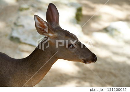 Venado deer in Riviera Maya Mexico 131300085