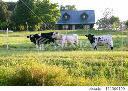 Cow cattle on american green grass Cow cattle on american green grass 131300100