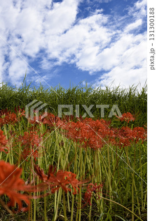 秋の空と彼岸花のある風景 131300188