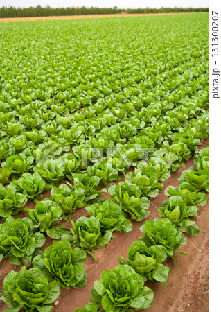 cabbage field lines in a row in Valencia Spain 131300207