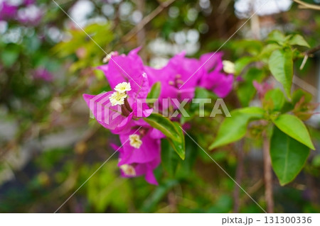 沖縄県　石垣島　植物 131300336