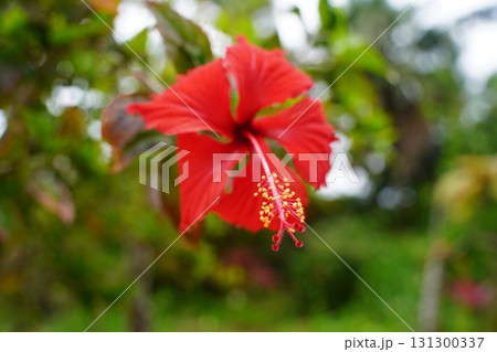 沖縄県　石垣島　植物 131300337