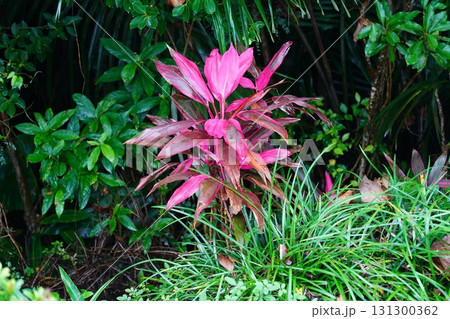 沖縄県　石垣島　植物 131300362