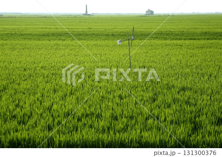 Rice field green meadow in Spain Rice field green meadow in Spain 131300376