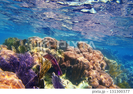 Caribbena coral reef Mayan riviera colorful Caribbena coral reef Mayan riviera colorful 131300377