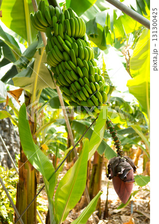 Canarian Banana plantation Platano in La Palma 131300425