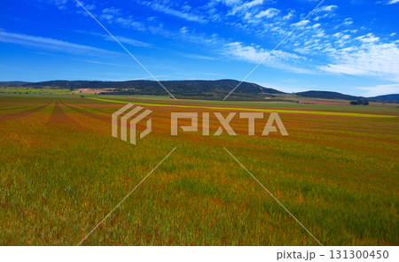 Spring meadow Camino Santiago Levante Spring meadow Camino Santiago Levante 131300450
