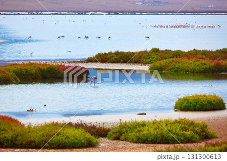 Las Salinas Cabo de Gata Almeria flamingos Spain 131300613