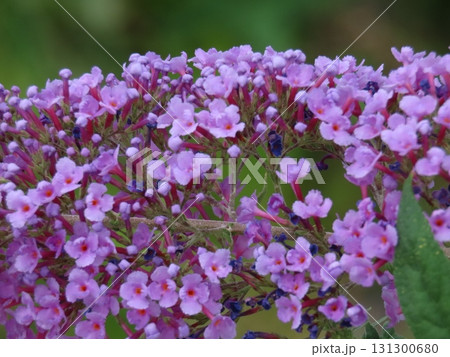 紫のブッドレアの花房　Purple Buddleja flower spike in bloom 131300680