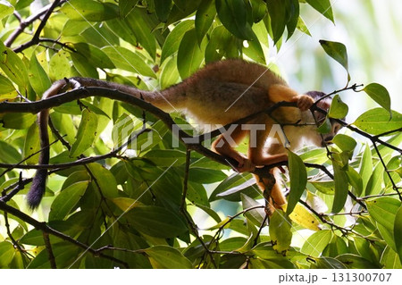 沖縄県　石垣島　石垣やいま村 131300707