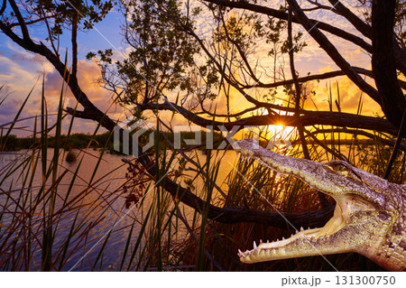 Mangroove crocodile illustration Riviera Maya 131300750